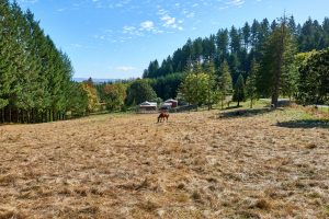 Real Estate Photography in McMinnville, Oregon